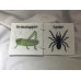 Creepy Crawlies Creepy Crawlies