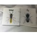 Creepy Crawlies Creepy Crawlies